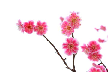 八重咲きの紅梅　白背景