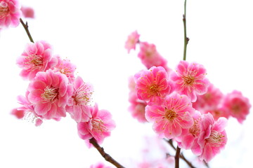 八重咲きの紅梅　白背景