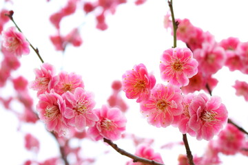 八重咲きの紅梅　白背景