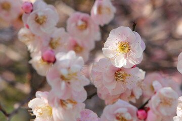 八重咲きの白梅（朱鷺の舞）のクローズアップ