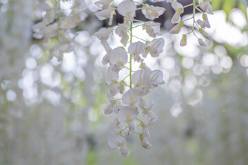 日本の岡山県にある和気町の藤公園　藤　白いフジ