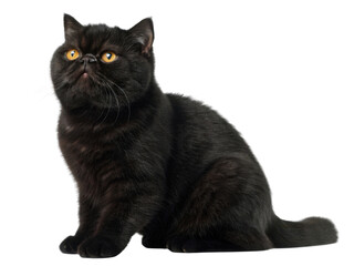 Obraz premium Cute black exotic shorthair cat purebred feline pet animal sitting isolated. This domestic cat has calm and inquisitive expression looking upward with orange eye