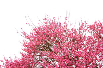 満開の八重咲きの紅梅　白背景