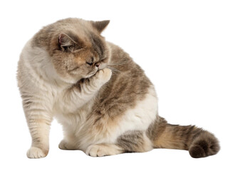 Obraz premium Calm exotic shorthair cat meticulously grooming its paw while sitting. purebred domestic feline with flat face cleans its fluffy fur on transparent background