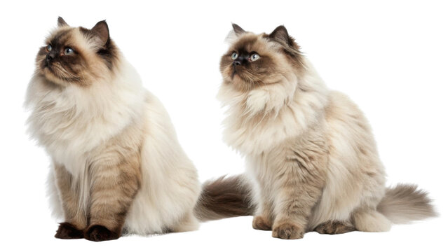 Two majestic purebred himalayan cat companions sitting together. fluffy feline pet pair has beautiful blue eyes and calm proud expression isolated on transparency background