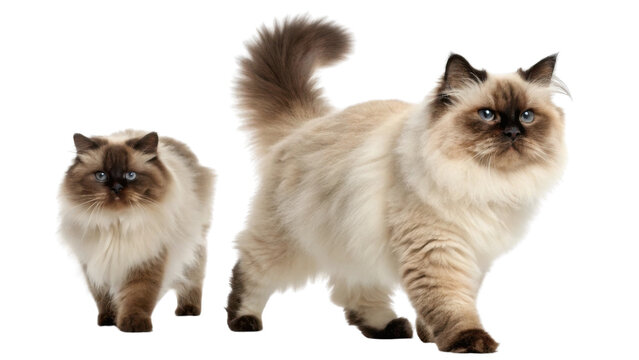 Two fluffy purebred Himalayan cat pets walking forward with calm expression. This beautiful feline animal pair looks majestic and isolated on transparency background