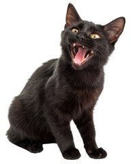 Obraz premium Aggressive black cat hissing with wide open mouth showing sharp fangs and teeth. Furious domestic feline with bright yellow eyes has an angry facial expression on plain background