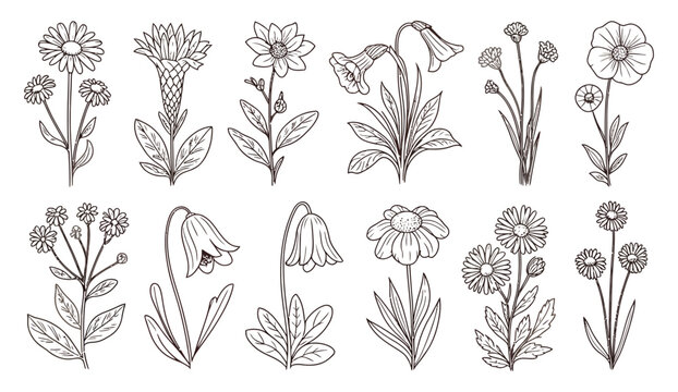 Wildflower Line Art Botanical Set with Phlox, Poppy, Coneflower, Flax, Daffodil, Cosmos, Primrose, Daisy, Bellflower, Chamomile and Tulip, Hand Drawn Vintage Herbarium Sketch Vector Collection
