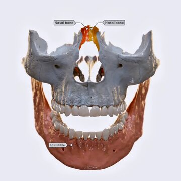 Bones of the viscerocranium