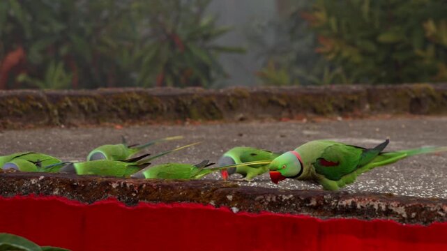 Closeup real time footage capturing Alexandrine parakeet and slaty headed parakeet flock feeding grains on rooftop in winter season morning light in North India.