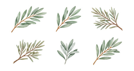 Obraz premium Textured watercolor olive grove foliage elements set.