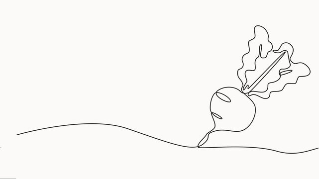Beetroot continuous one line drawing animation video. Full length single line, Self drawing line animation whole healthy organic beetroot fresh garden, healthy freshness organic beetroot, animation.