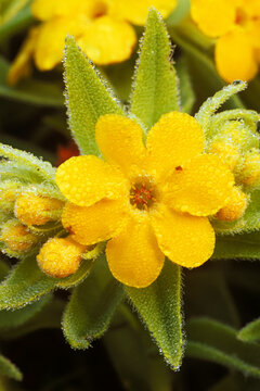 Hoary puccoon, Lithospermum canescens