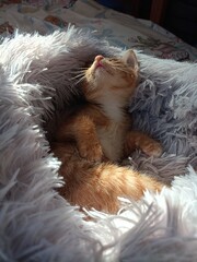 cat lying on the floor © Darawan
