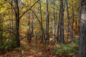 Obraz premium Forest trails surrounded by autumnal nature