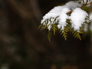 Close up of fresh snow covered cedar branch
