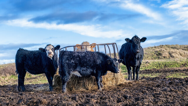 Cows grazing on hay