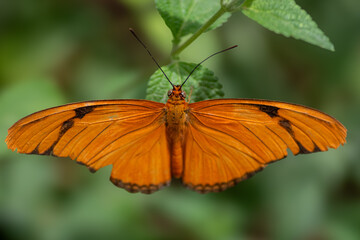 Bright orange butteryfly up close
