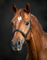 A close-up portrait of a brown horse with a white marking