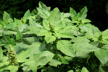 In nature, weeds grow Amaranthus retroflexus