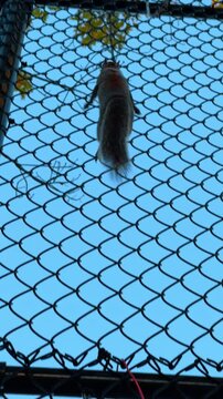 Eastern gray squirrel climbing on a chain link fence. A squirrel holding a thin red wire while perched on a dark metal wire mesh fence against a blue sky.