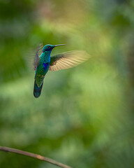 Colibrí de Cusco © Ruben
