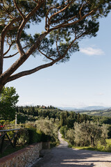 Obraz premium Scenic tuscany countryside with winding road and cypress trees