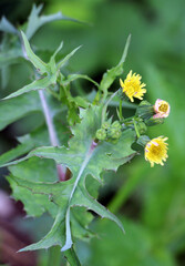 Rough yellow thistle (Sonchus asper) grows in nature.