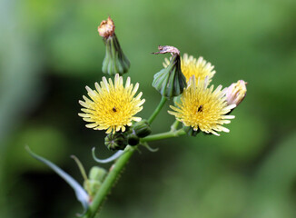 Rough yellow thistle (Sonchus asper) grows in nature.