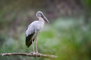 Fototapeta premium great blue heron ardea cinerea