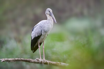 A group of Asian Openbill storks (Anastomus oscitans) perched on fallen tree branches near a wetland area. The large wading birds display pale grey plumage, black wings, long pink legs, and distinctiv
