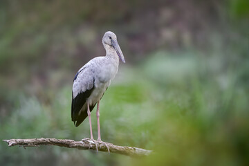 A group of Asian Openbill storks (Anastomus oscitans) perched on fallen tree branches near a wetland area. The large wading birds display pale grey plumage, black wings, long pink legs, and distinctiv