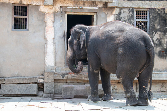 Indian elephant in front of a temple in Hampi, India, old ruin of Vijayanagara Empire, aged rustic facade