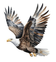 Obraz premium Majestic bald eagle in flight with powerful wings in hand painted watercolor style.