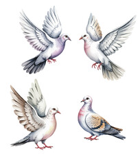 Naklejka premium Romantic white pigeon illustrations with delicate feather detail in watercolor.