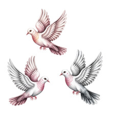 Obraz premium Romantic white pigeon illustrations with delicate feather detail in watercolor.