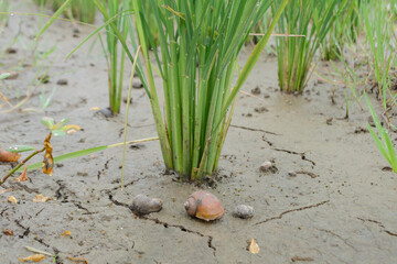 Snail pests in rice fields