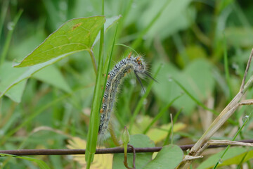 Hairy caterpillars in the wild