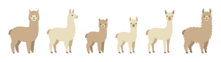 Fototapeta premium Charming set of six cute llamas and alpacas in a flat vector style, showcasing various poses and fur textures with a friendly and adorable character design collection