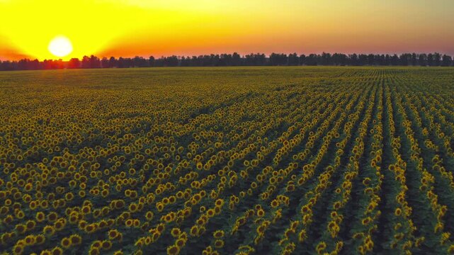 Aerial Cinematic clip: Drone flying over a sunflowers field during sunset. Drone flies over agriculture sunflowers field . Beautiful summer landscape of a sunflowers field. Blooming sunflowers.