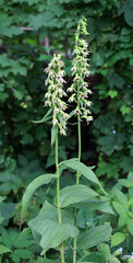 The rare orchid plant Epipactis helleborine grows in the wild