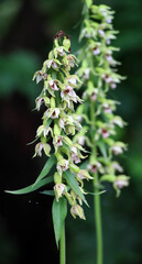 The rare orchid plant Epipactis helleborine grows in the wild