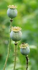 In the garden grows a poppy with green heads