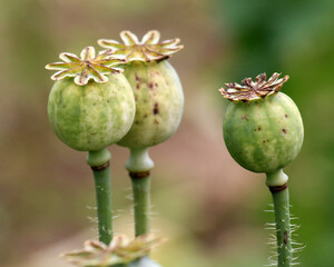 In the garden grows a poppy with green heads