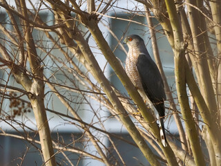 Cooper's hawk perched in tree looking for prey. 