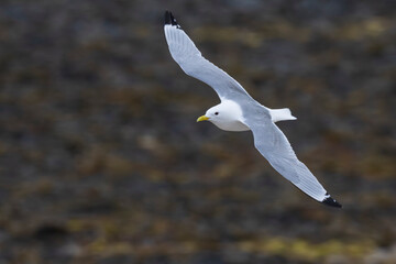Black‑legged kittiwake (Rissa tridactyla)