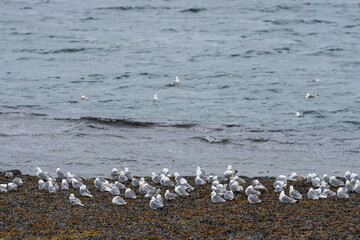 Black‑legged kittiwake (Rissa tridactyla)
