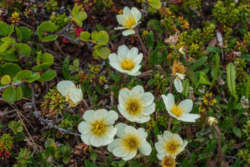 Arctic wildflowers.
Mountain avens (Dryas octopetala)
