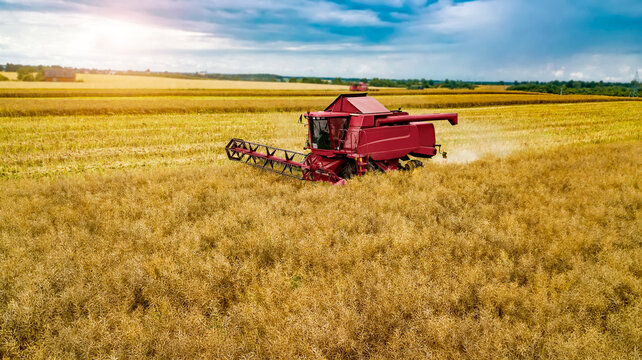 red harvester in the field reaping rye