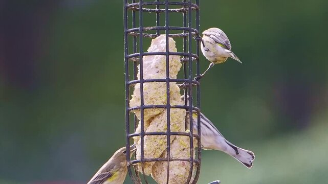 Pine siskins at suet feeder macro closeup
